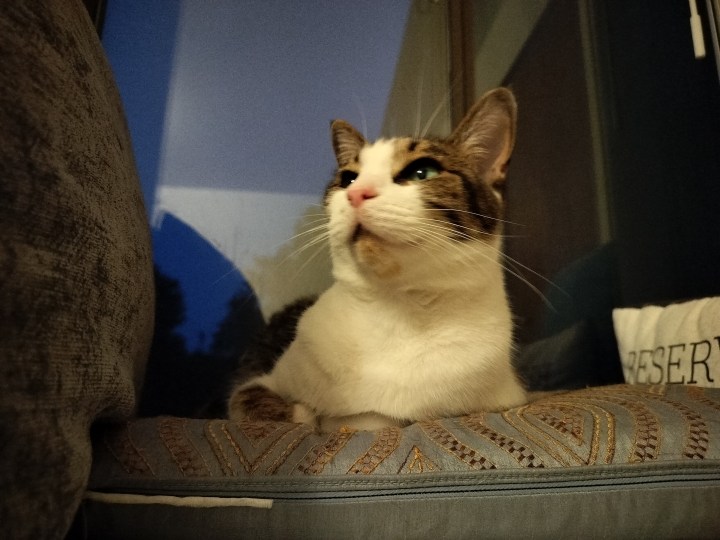 Photo d'un chat assis sur un oreiller prise avec le OnePlus Nord N30 5G.