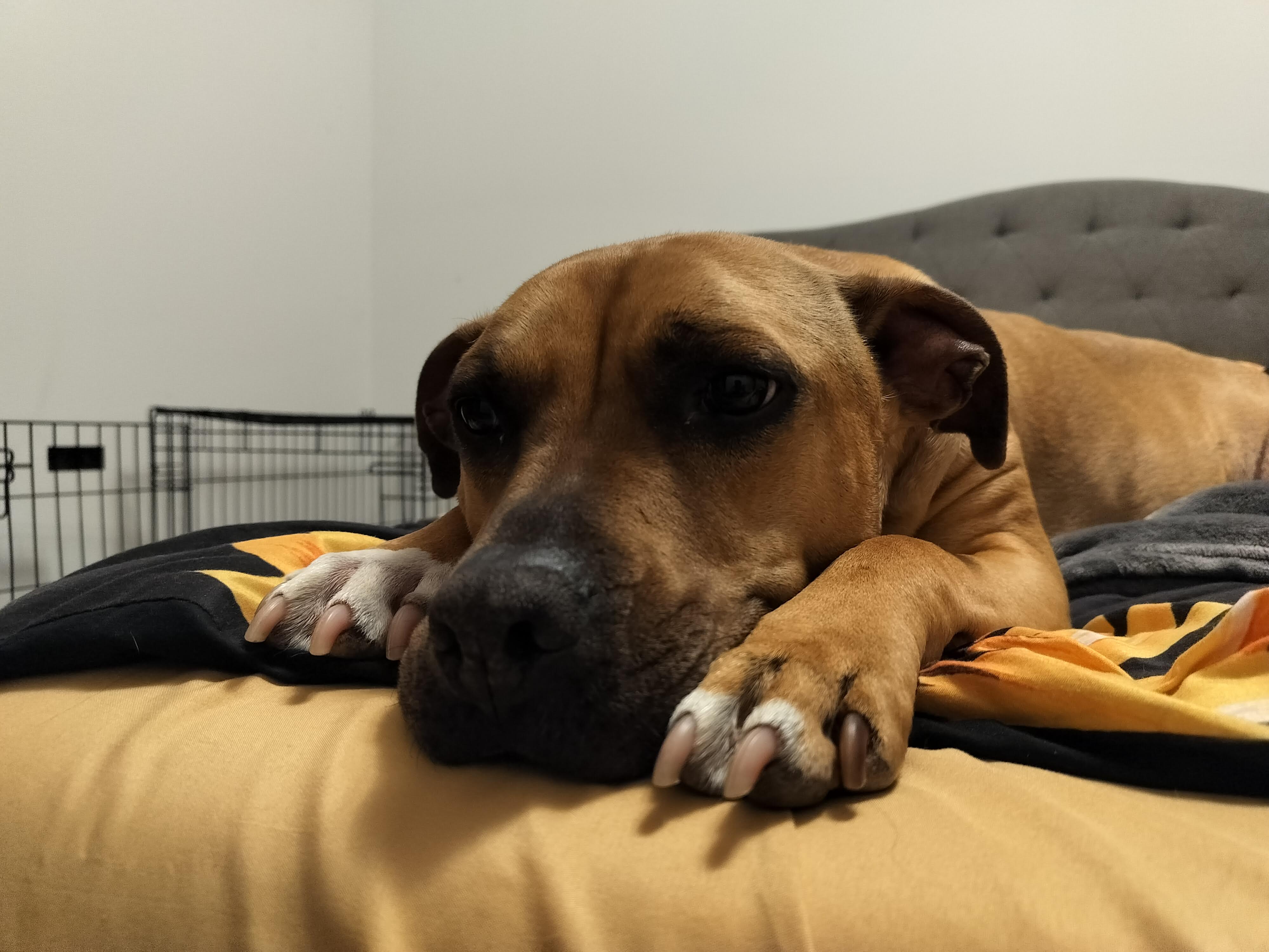 Photo of a dog laying on a bed taken with the OnePlus Nord N30 5G.