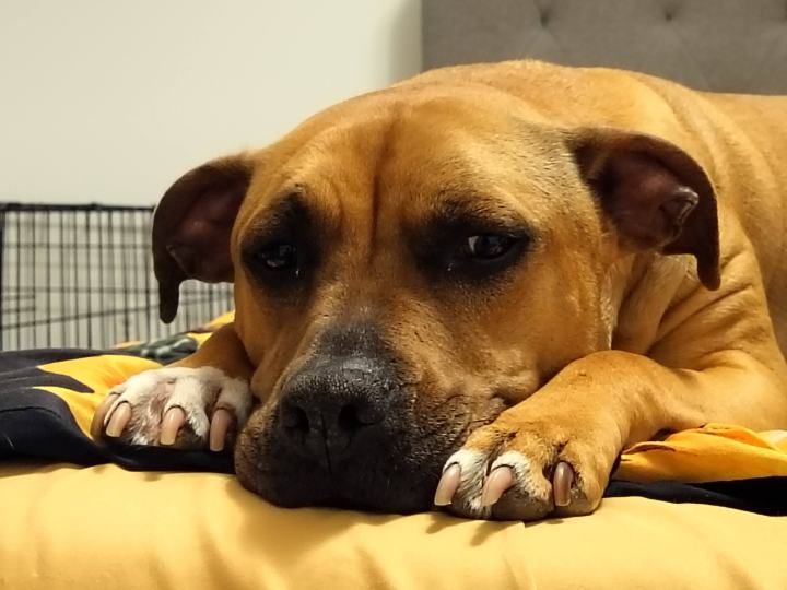 Photo d'un chien allongé sur un lit prise avec le OnePlus Nord N30 5G.