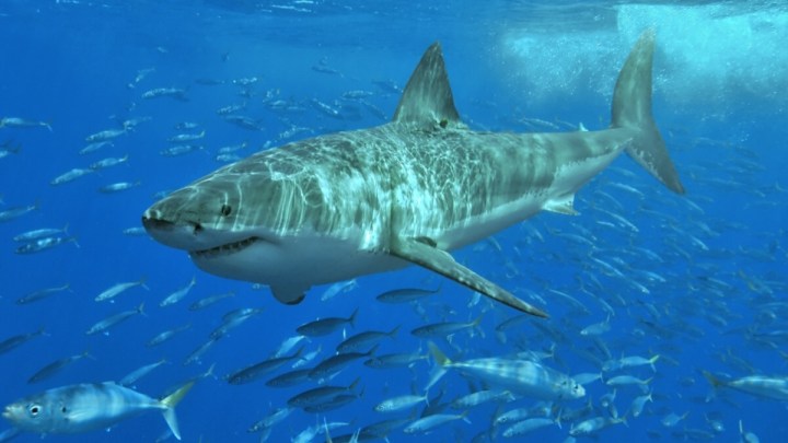 A shark swims in the ocean with other fish.