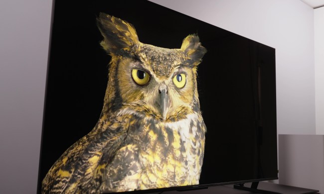 A closeup view of an owl displayed on a Hisense U8K TV.