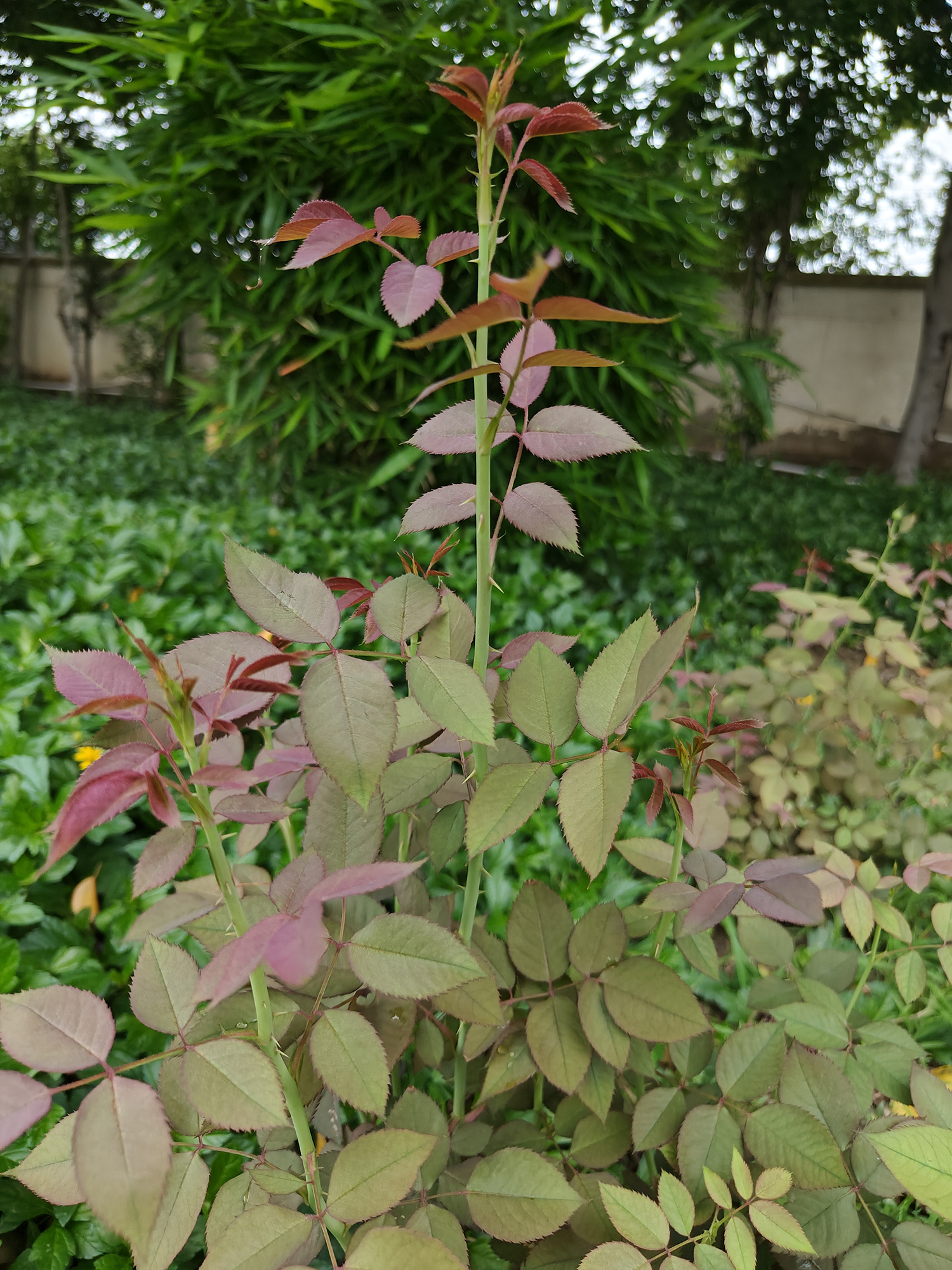 Plant with green and pink leaves against bushes photographed using the OnePlus 11.
