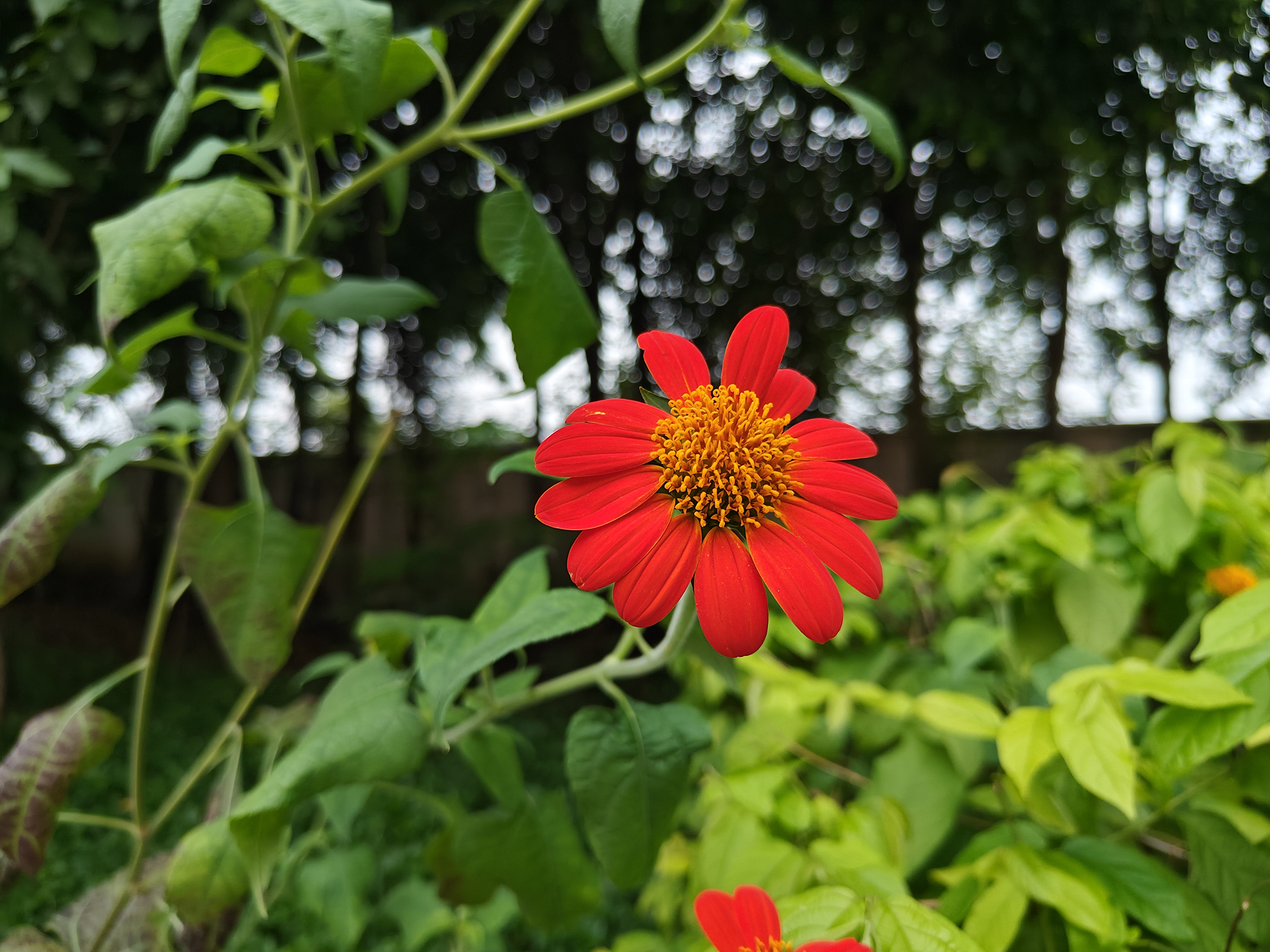 Red flower against green shrubs photographed with the OnePlus 11.