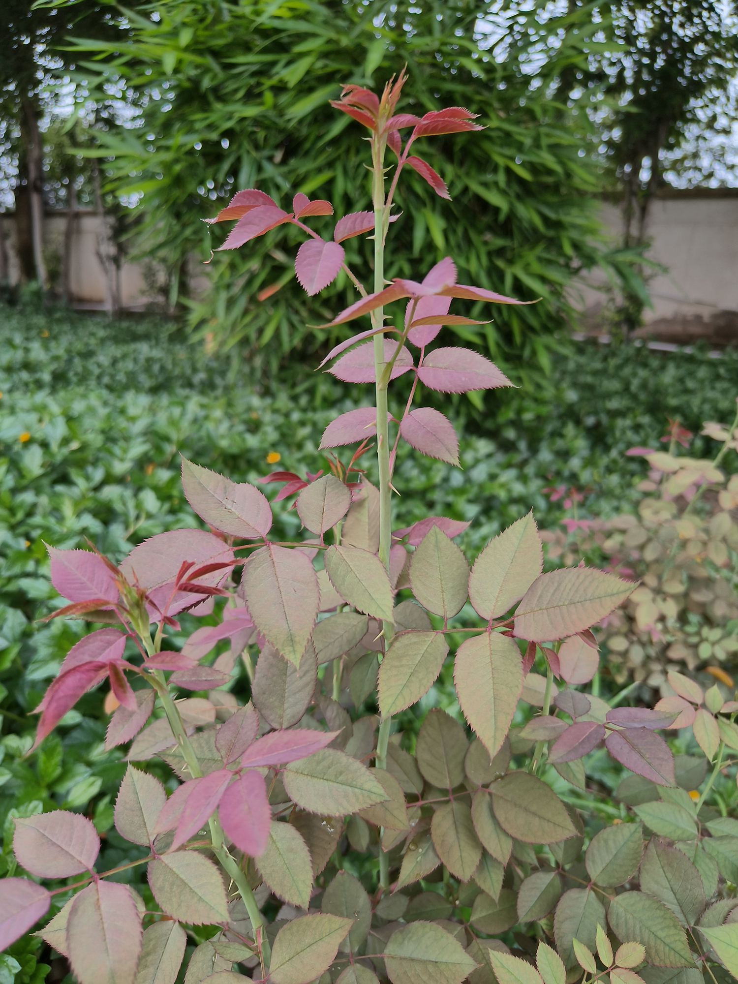 Plant with green and pink leaves against bushes photographed using the OnePlus Nord 3.