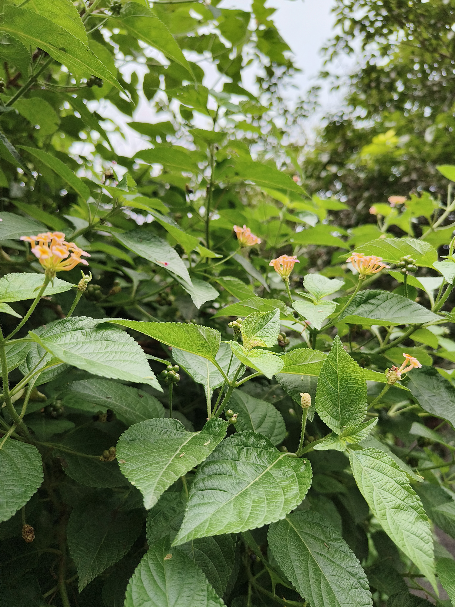 Plant with orange flowers photographed with the OnePlus Nord 3.