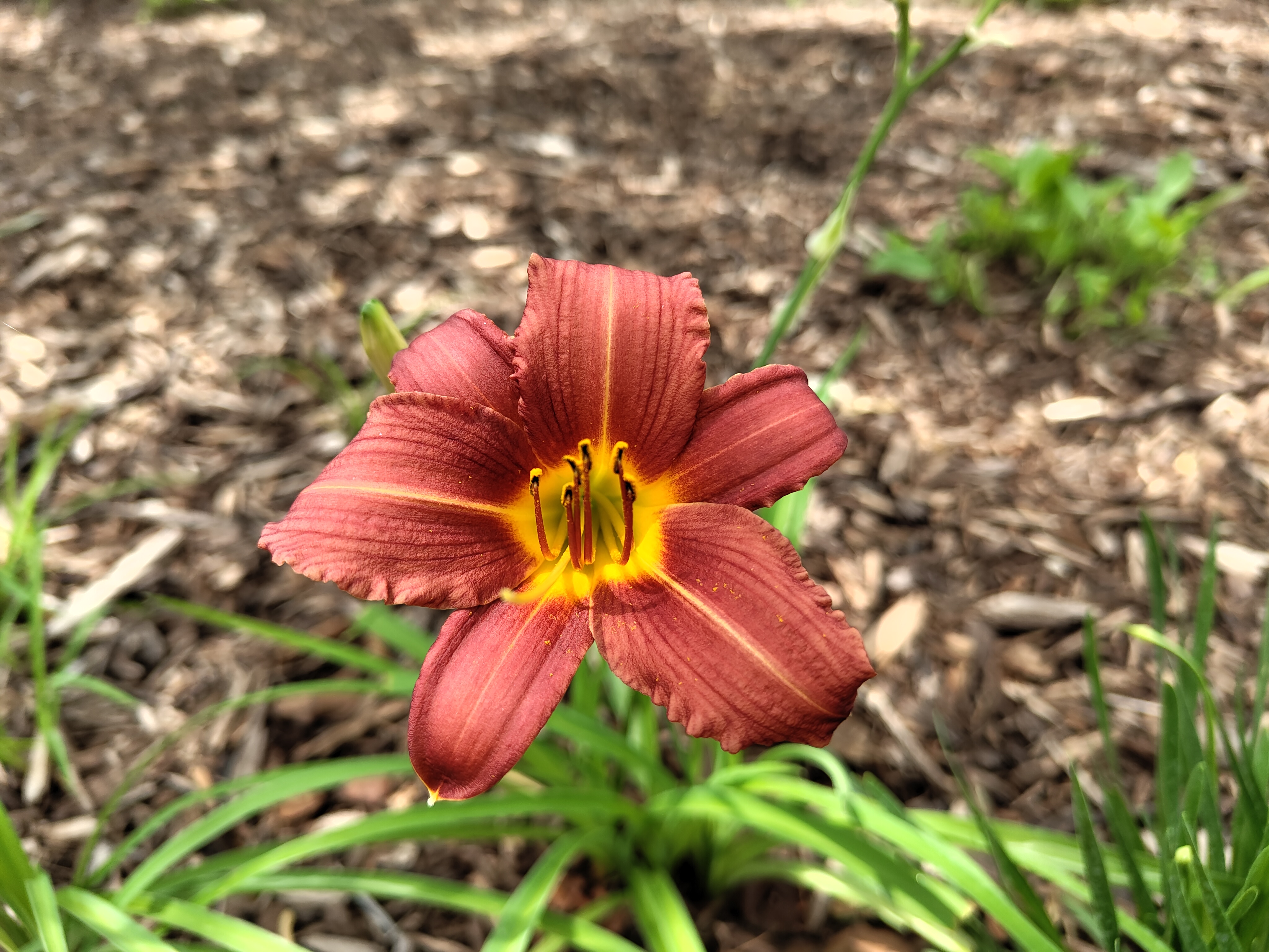 Photo of a red and yellow flower, taken with the Nothing Phone 2.