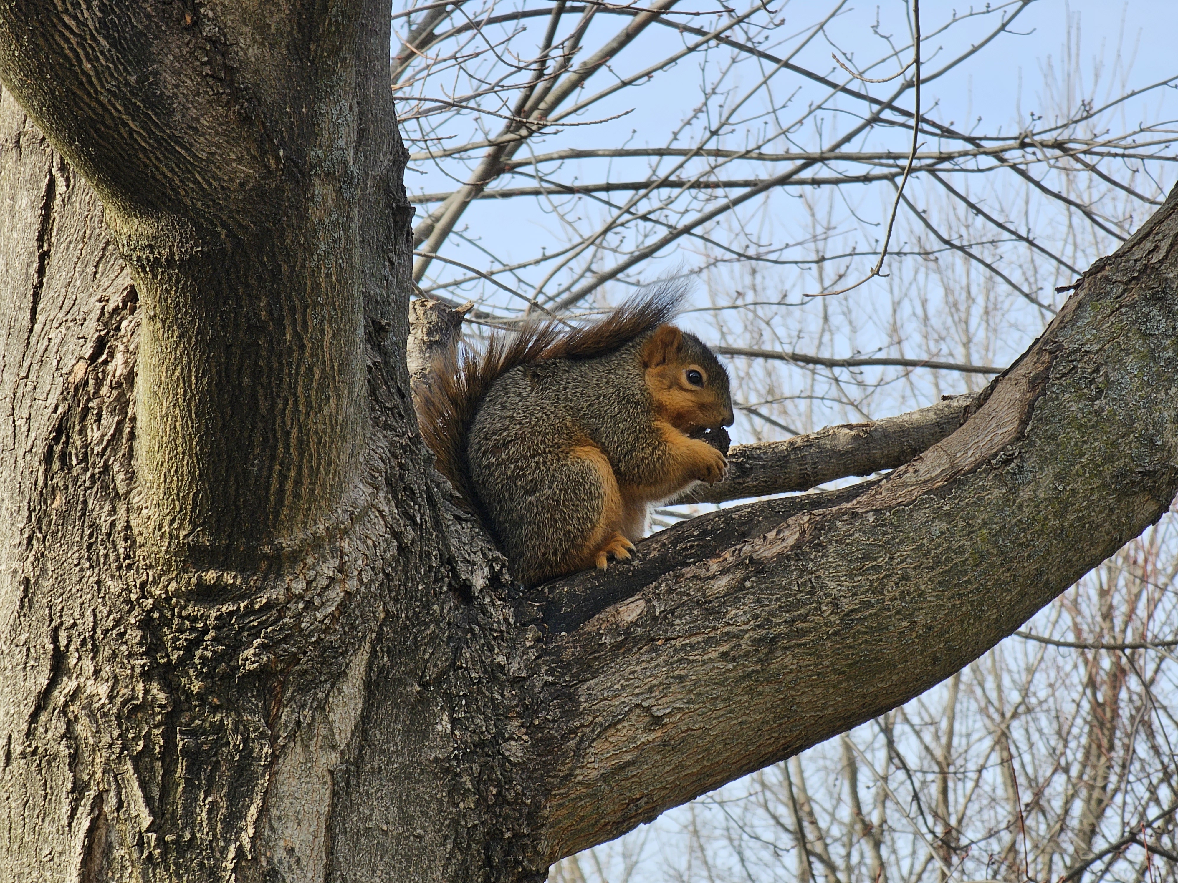 Photo of a squirrel eating a nut in a tree, taken with the Galaxy S23 Ultra.