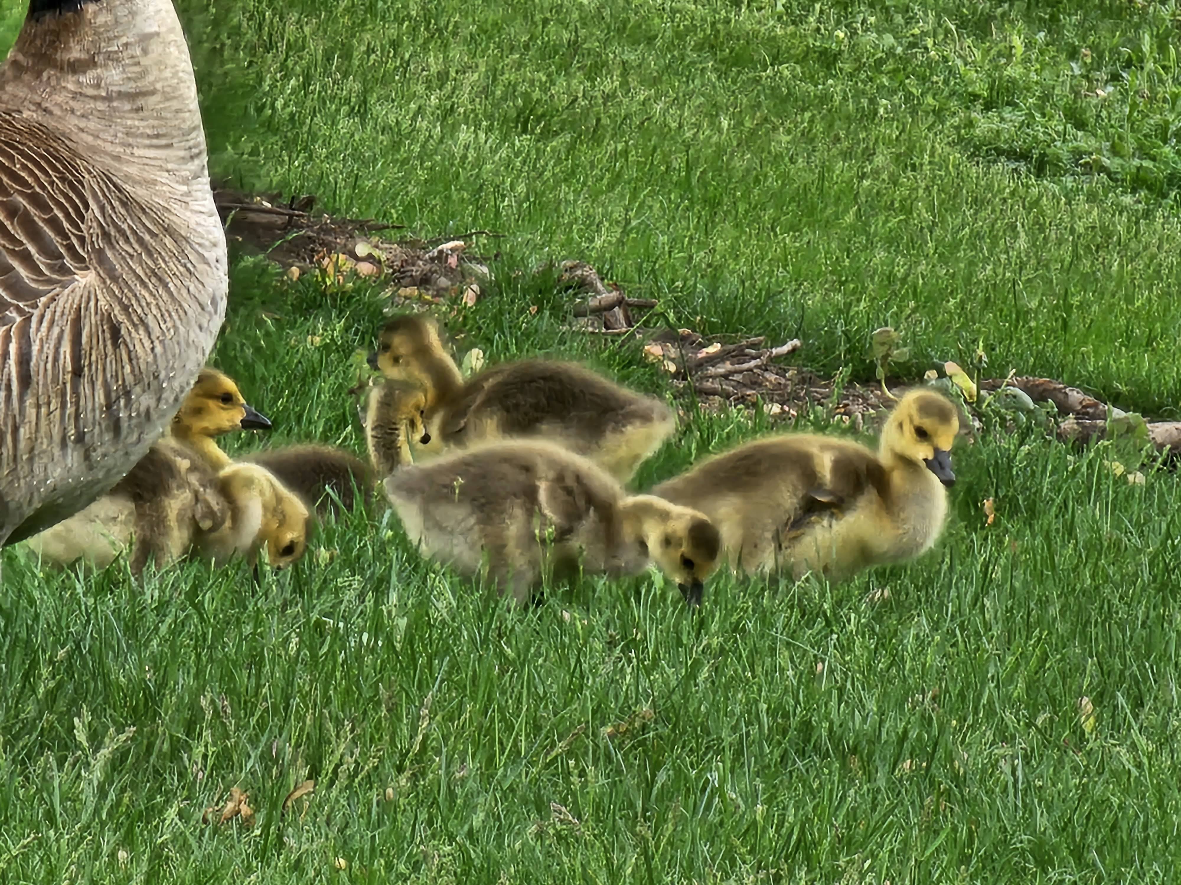 Photo of baby geese, taken with the Galaxy S23 Ultra.