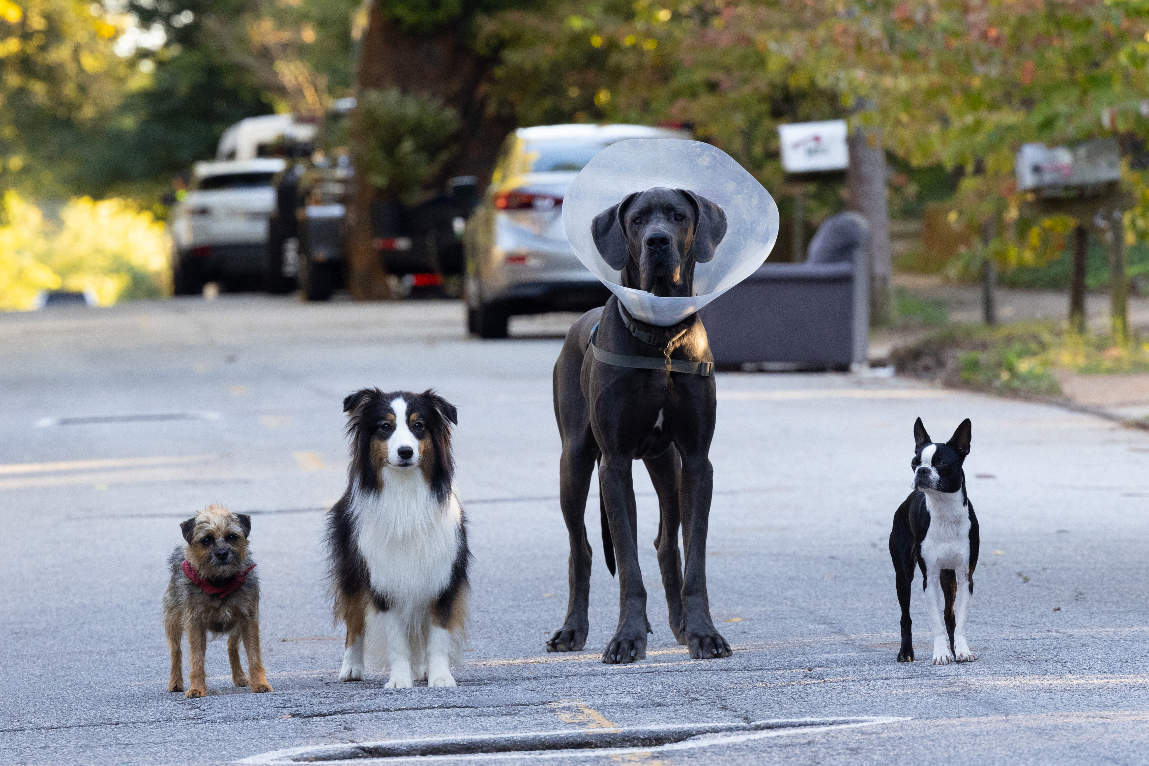 Reggie, Maggie, Hunter, and Bug all stand on the street together in Strays.