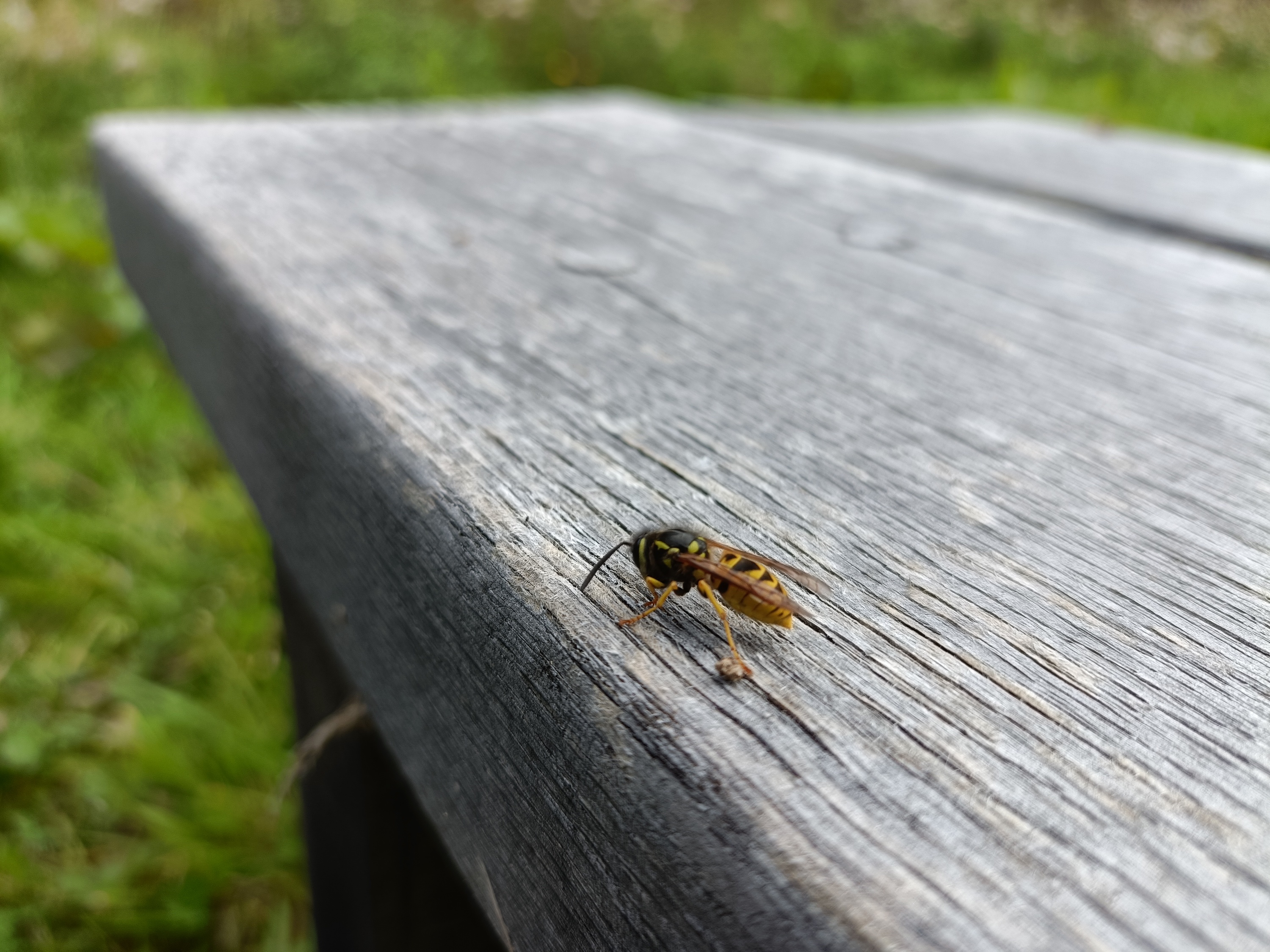 A photo taken with the Oppo Reno10's main camera.