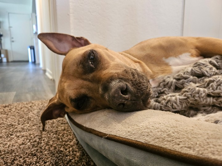 Una foto del Samsung Galaxy Z Flip 5, que muestra a un perro acostado en su cama.
