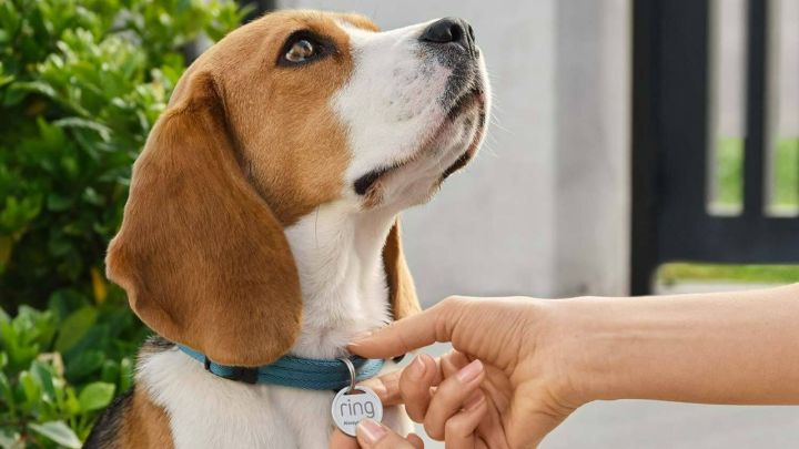La etiqueta Ring Pet Tag en un collar de perro.
