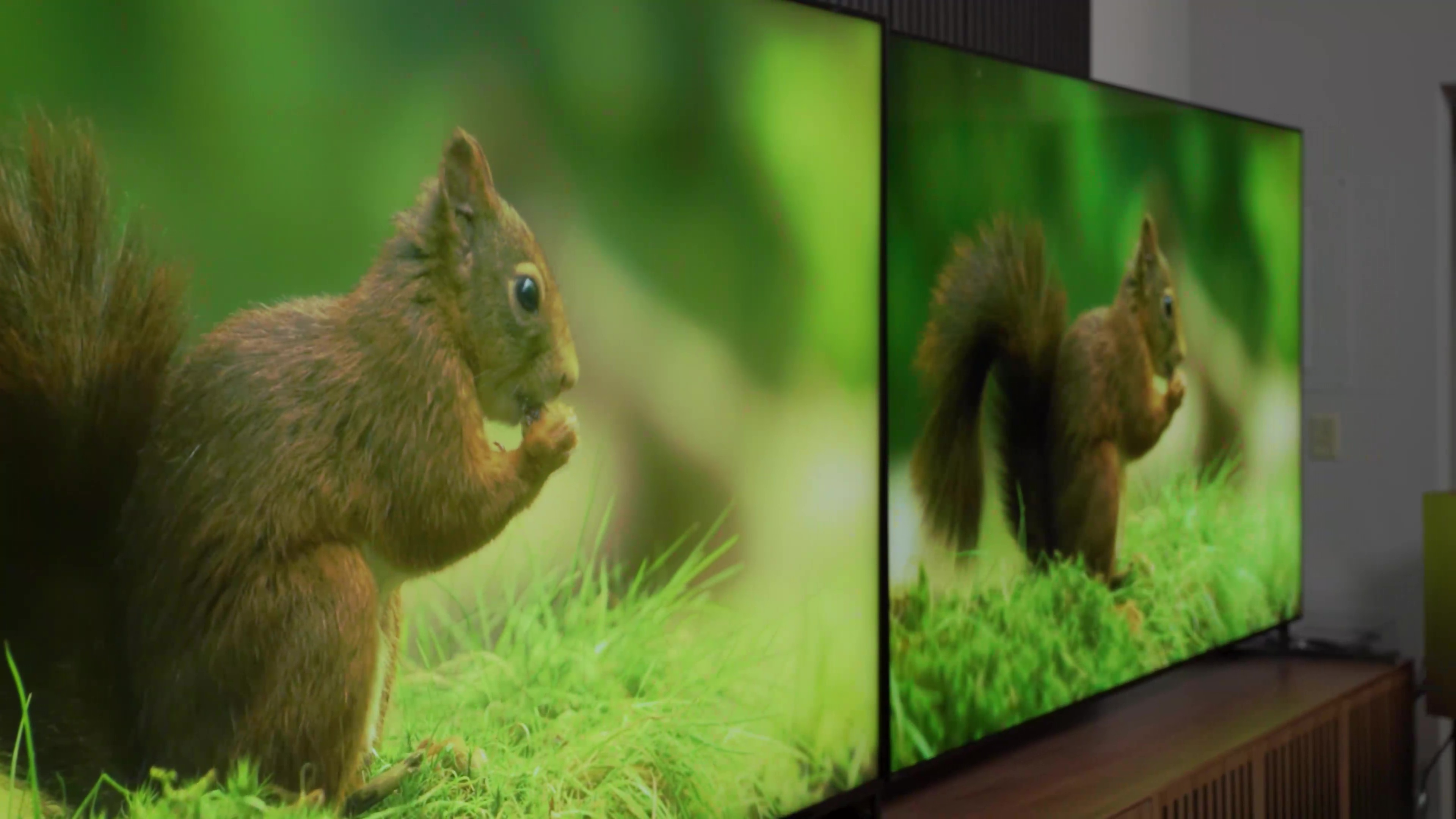Uma comparação lado a lado de uma cena de um esquilo em uma floresta vista de um ângulo extremo no Sony Bravia X95L vs TCL QM8.
