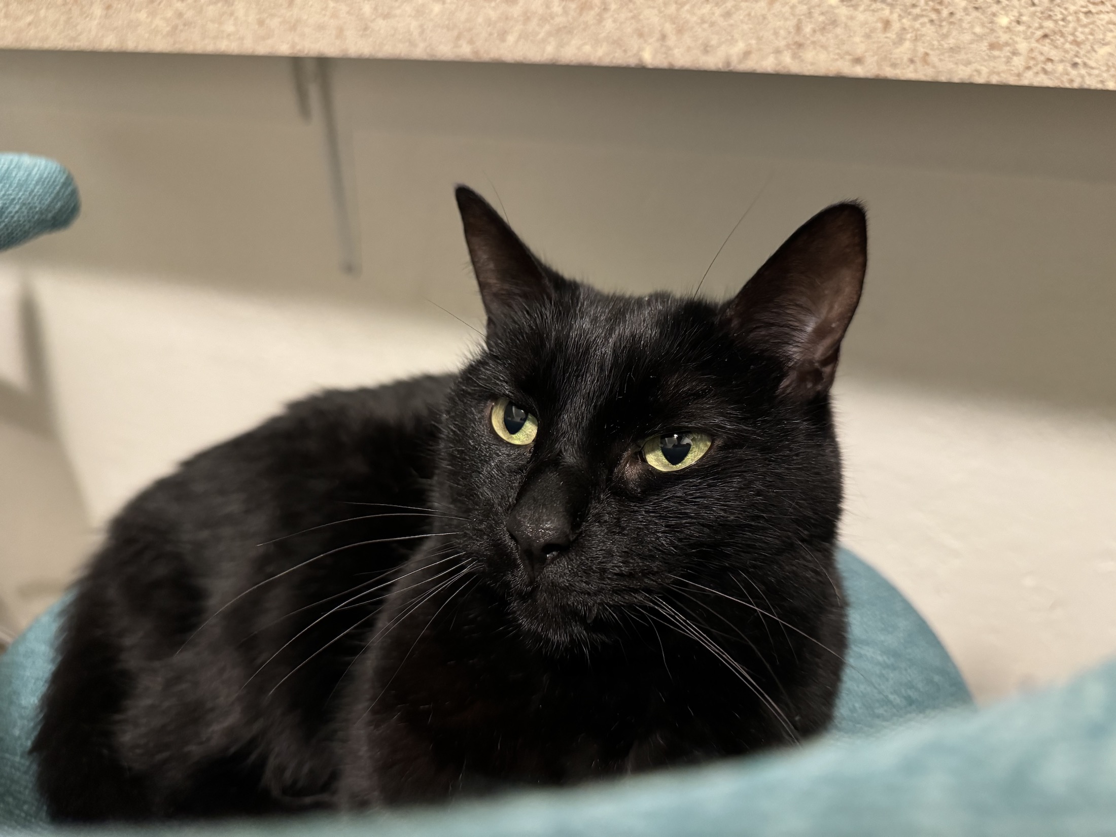 Photo of a black cat sitting on a blue chair, taken with the iPhone 15 Pro Max.