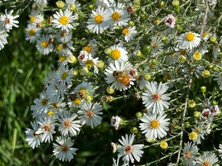 Foto scattata con il teleobiettivo dell'iPhone 15 Pro Max di un'ape sui fiori.