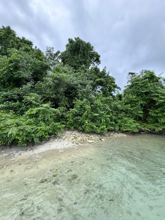 Scatto naturalistico con alberi, sabbia e acqua scattato con iPhone 15 Pro Stile fotografico Col