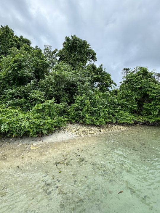 Scatti naturalistici con alberi, sabbia e acqua scattati su iPhone 15 Pro Stile fotografico Standard.