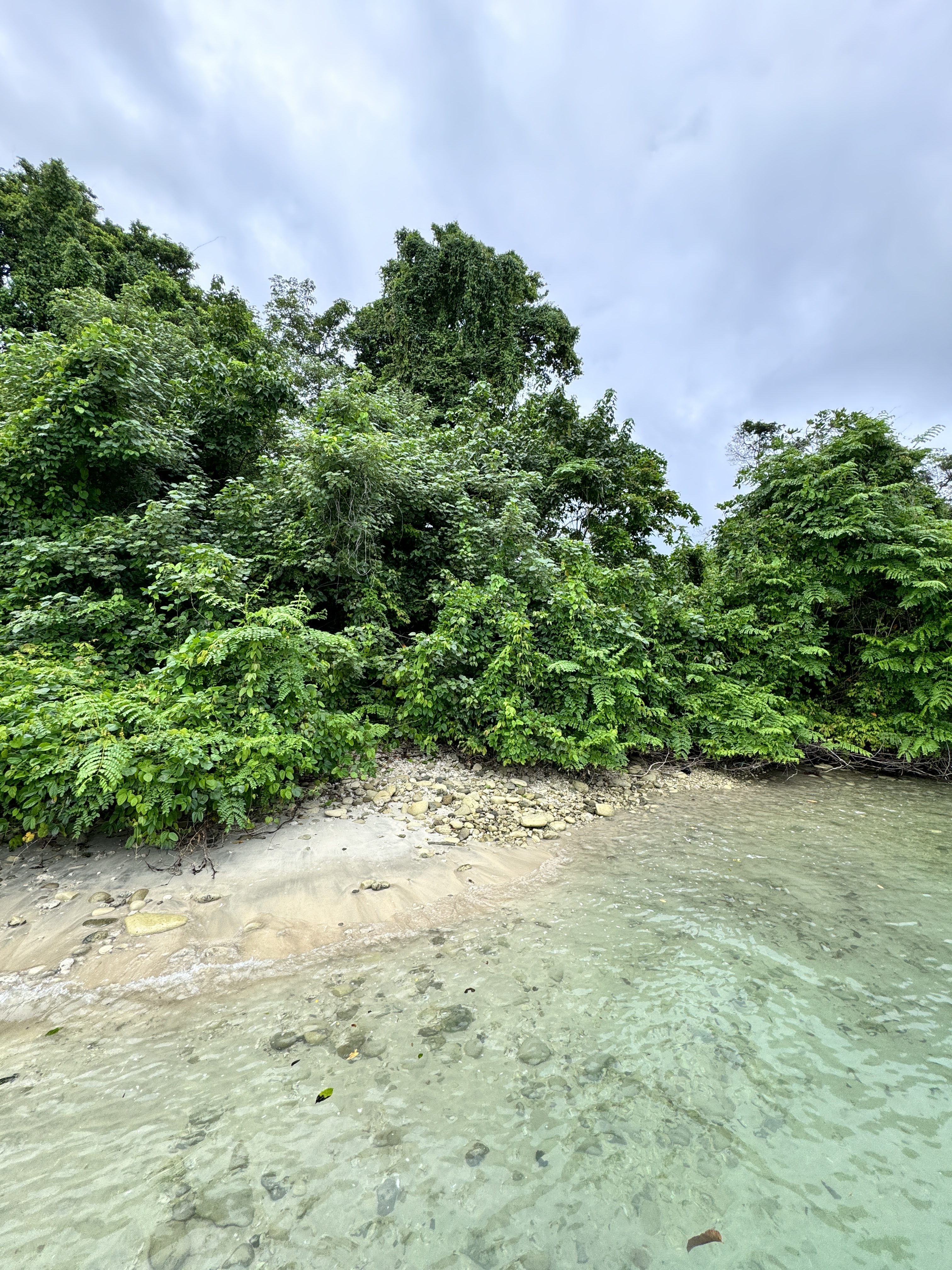 iPhone 15 Pro Fotoğraf Stili Canlı ve Havalı ile ağaçlar, kum ve su ile çekilen doğa.