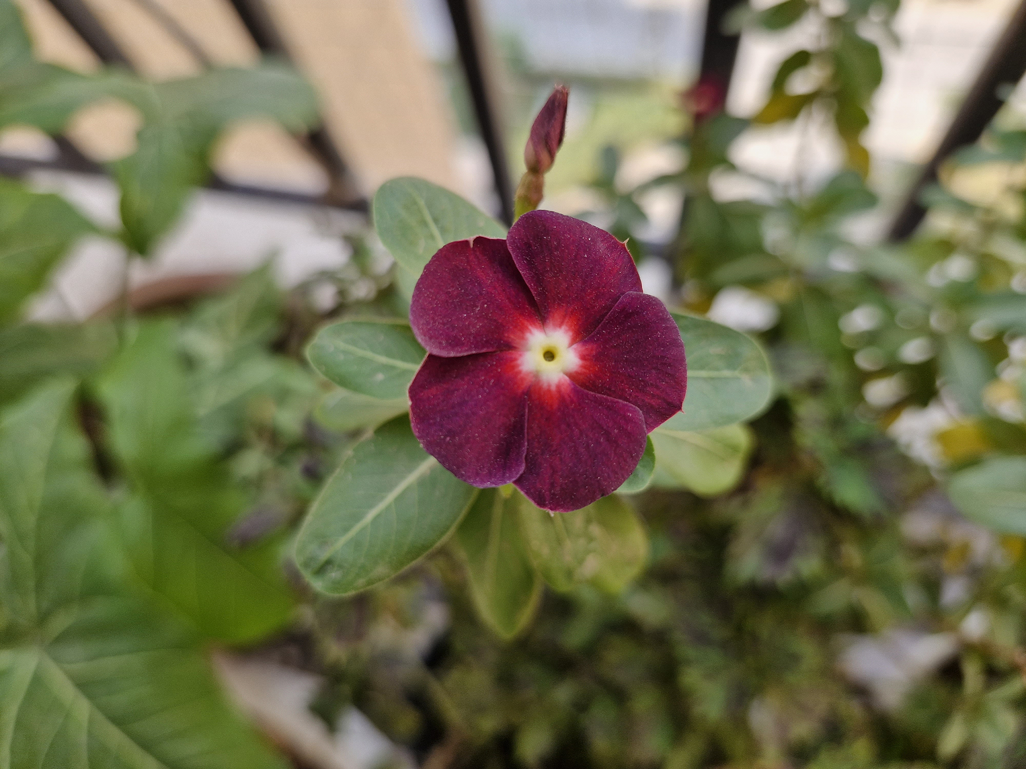 Maroon flower photographed with the Samsung Galaxy S23 FE.