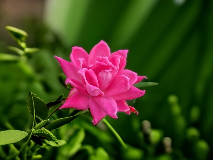 Photo of a pink flower, taken with the Google Pixel 8 Pro.