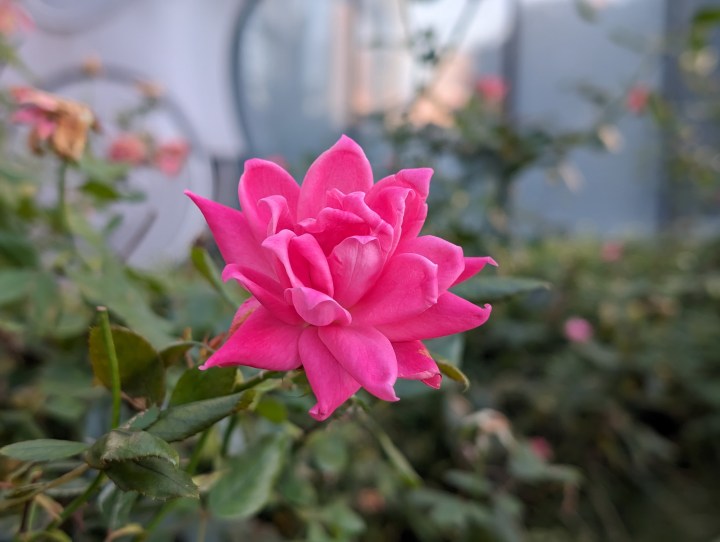 Photo of a pink flower, taken with the Google Pixel 8 Pro.