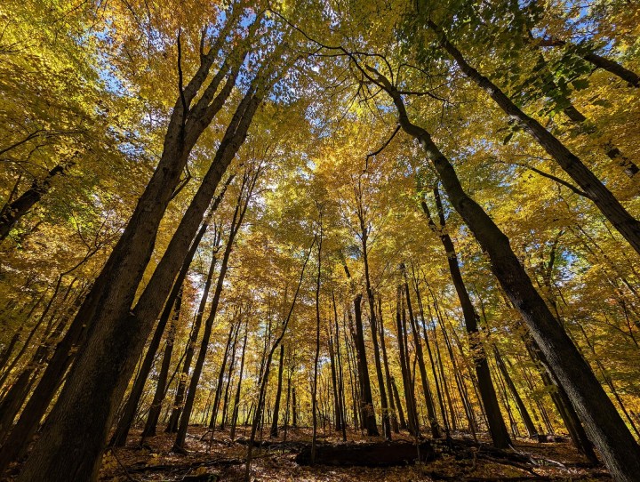 पीले पत्तों वाले कई ऊँचे पेड़ों की एक तस्वीर, जो Google Pixel 8 Pro से ली गई है।