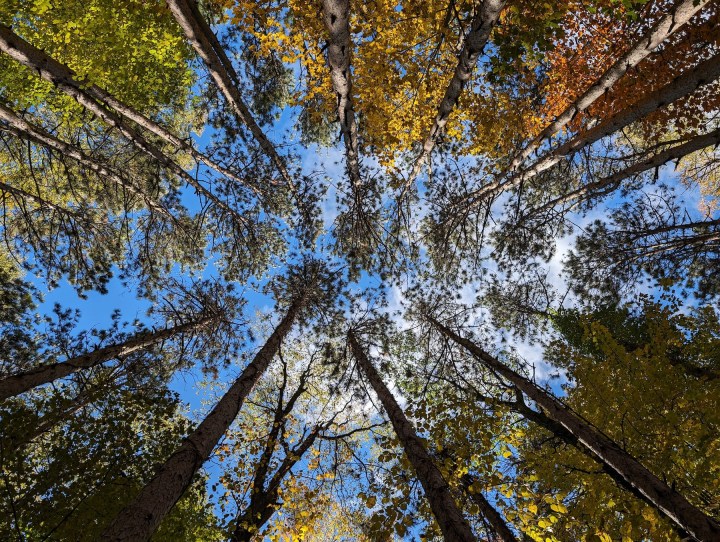ऊपर कई पेड़ों के साथ आसमान की ओर देखती हुई तस्वीर, Google Pixel 8 Pro से ली गई।