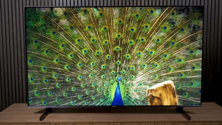 A peacock's spectacular tail feathers on display on a Hisense U7K TV. 