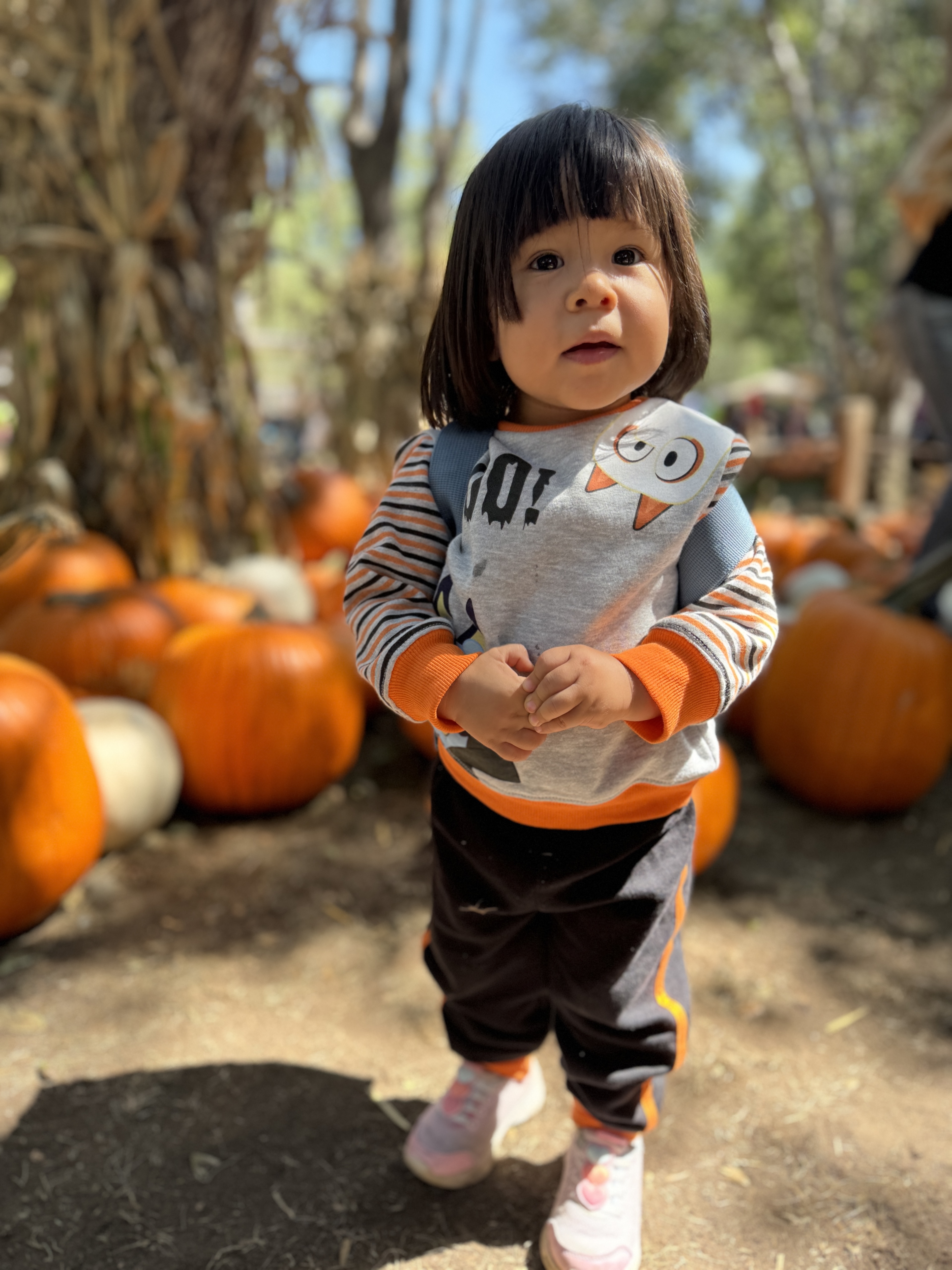 Toddler in a pumpkin patch taken with iPhone 15 Pro main camera with Auto Portrait.