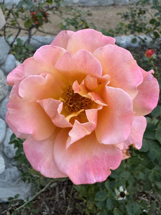 Flower closeup taken with iPhone 15 Pro main camera.