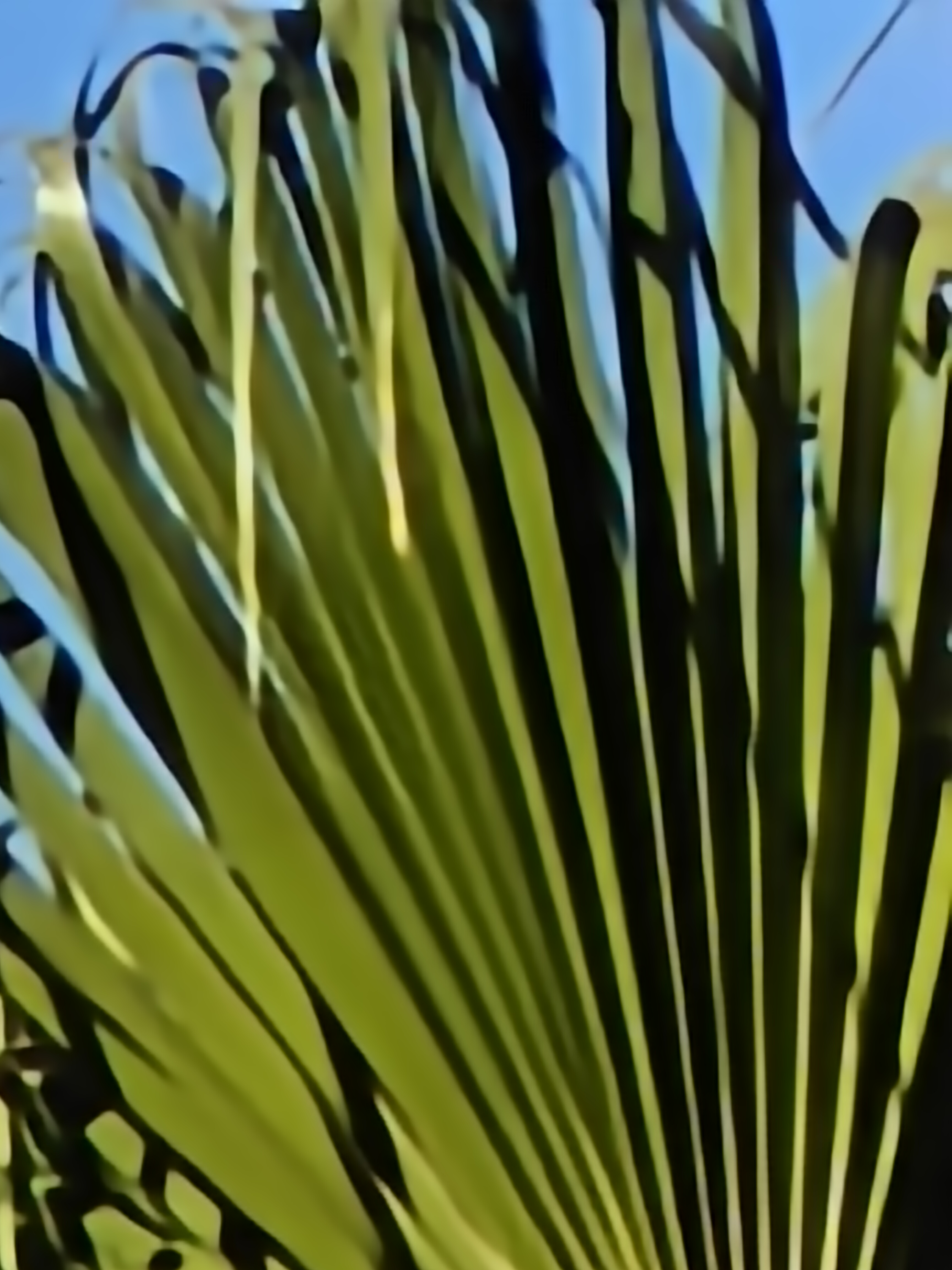 Palm tree leaves at 120x Super Res zoom taken on OnePlus Open.