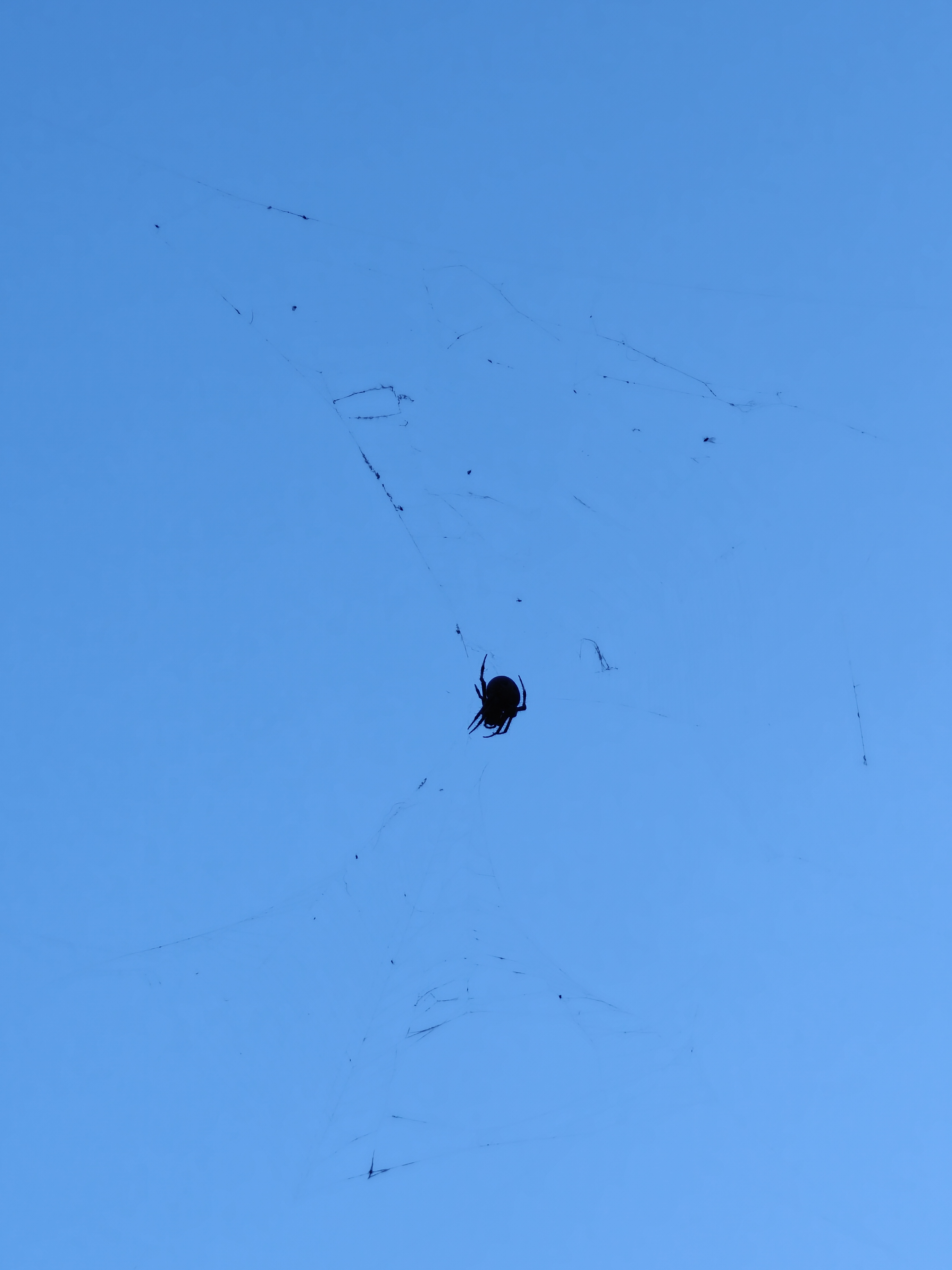 Spider in a web 3x optical zoom taken on OnePlus Open.