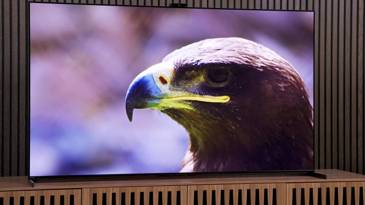 Picture of a bird on a Sony A95L QD-OLED.