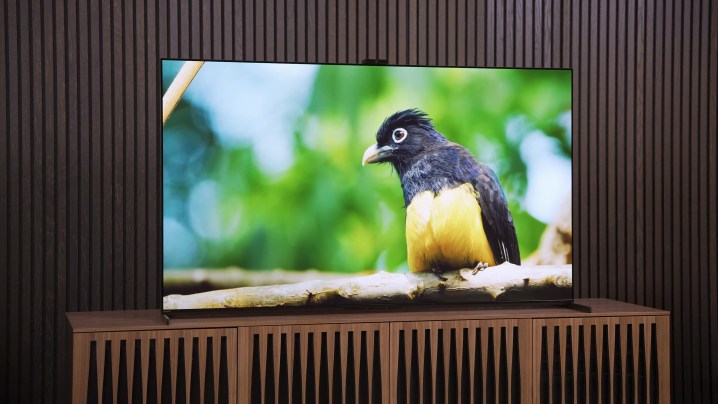 A shot of a bird on the Sony A95L QD-OLED.