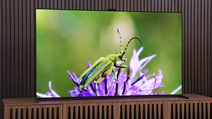 A greek insect on a purple flower seen on a Sony A95L QD-OLED.