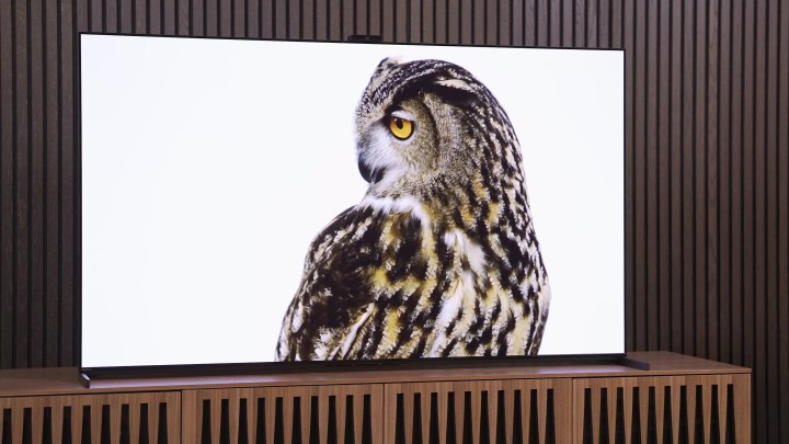 An owl against a stark white background on a Sony A95L QD-OLED.