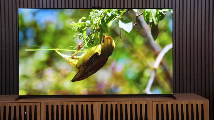 An image of a bird on the Sony A95L QD-OLED.