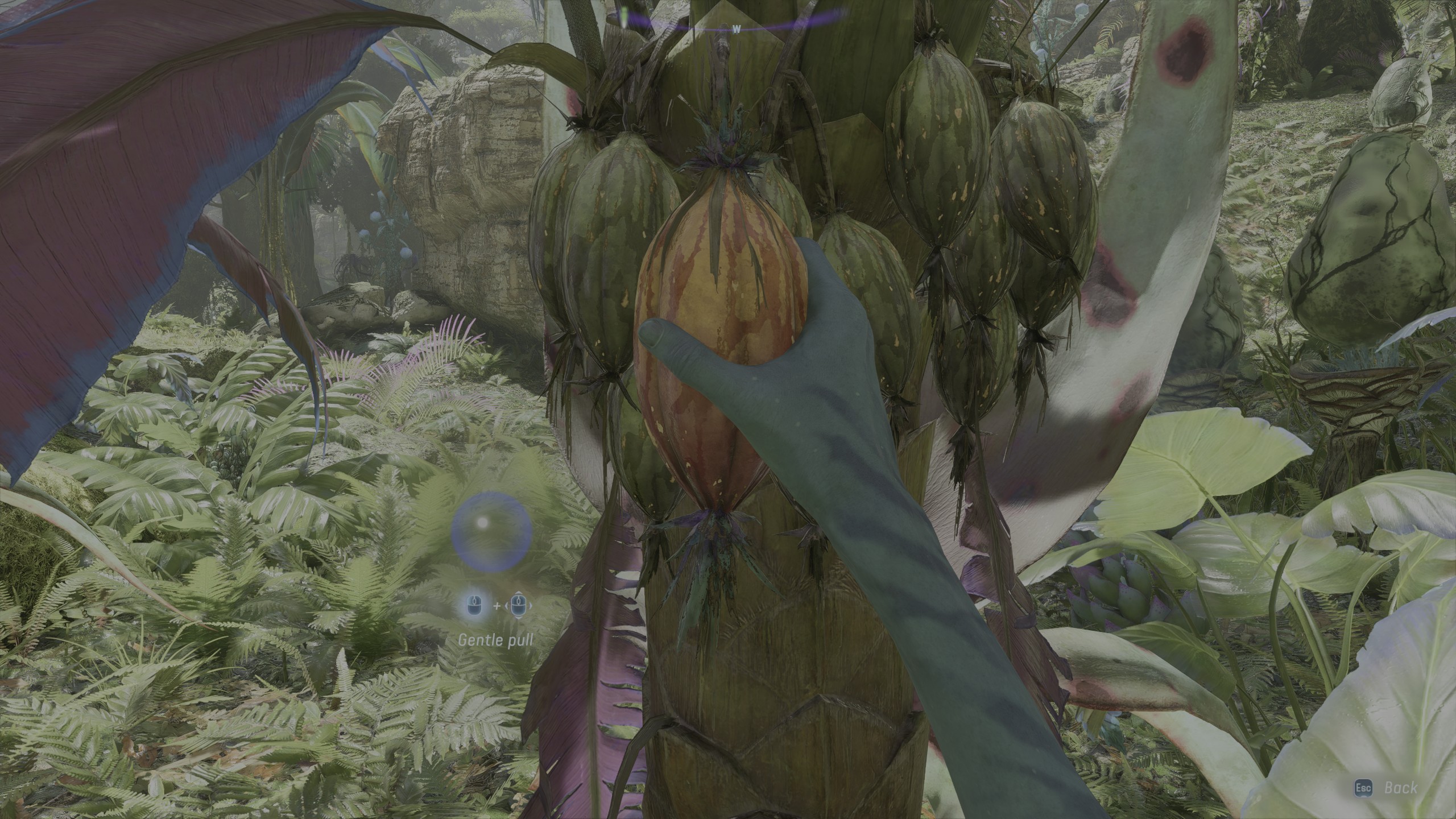 Harvesting a fruit in Avatar: Frontiers of Pandora.