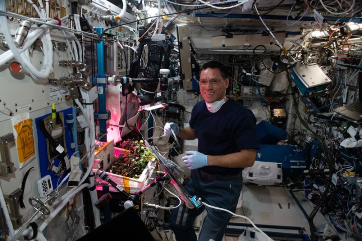 El astronauta de la NASA e ingeniero de vuelo de la Expedición 68, Frank Rubio, revisa las plantas de tomate que crecen dentro de la Estación Espacial Internacional para el estudio de botánica espacial XROOTS el 14 de octubre de 2022. 