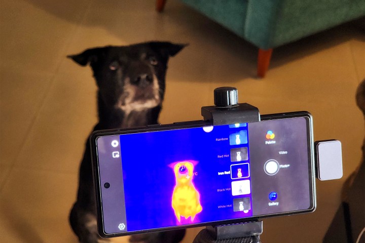Temperature of a dog's body measured using Infiniray P2Pro infrared thermal imaging camera attached to a Pixel 6a and set on a tripod.