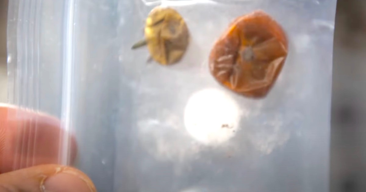 Видео НАСА рассказывает историю потерянного в космосе помидора