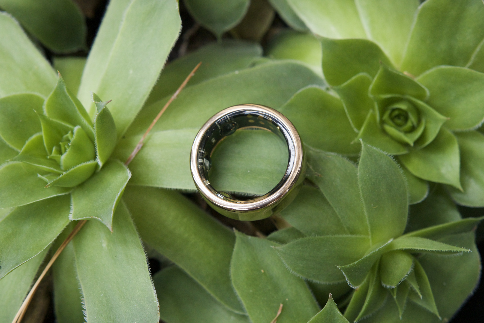 The Oura Ring Horizon resting on a green succulent plant.