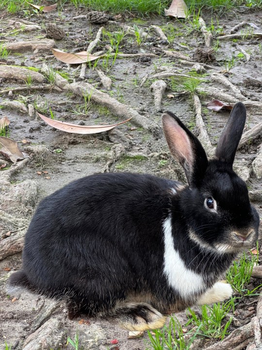 Edited photo of a bunny using Magic Editor on Google Pixel 8 Pro.