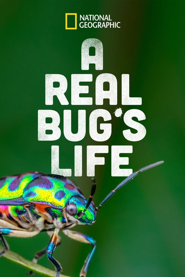 真正的虫子的生活