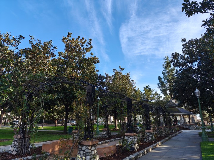 Roseraie dans un parc prise avec OnePlus 12.