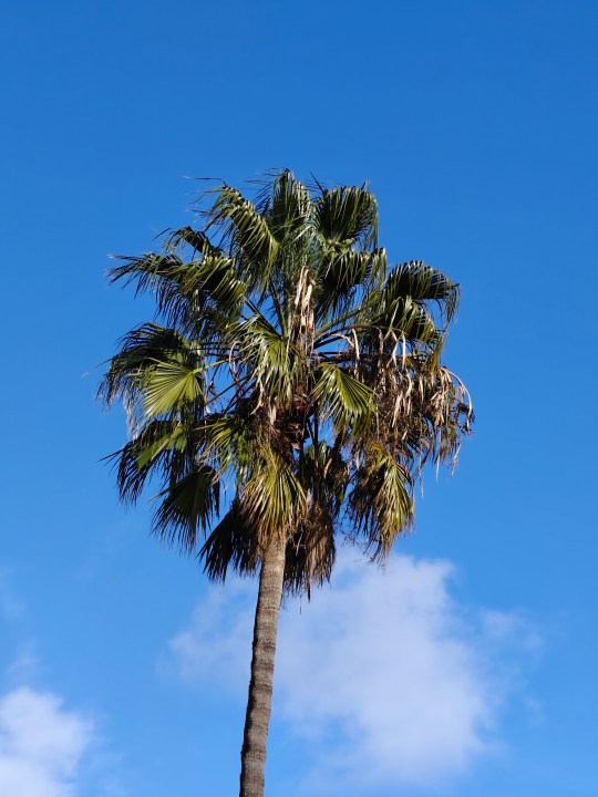 वनप्लस 12 के साथ ली गई नीले आकाश के सामने ताड़ के पेड़ की तस्वीर को ज़ूम किया गया।