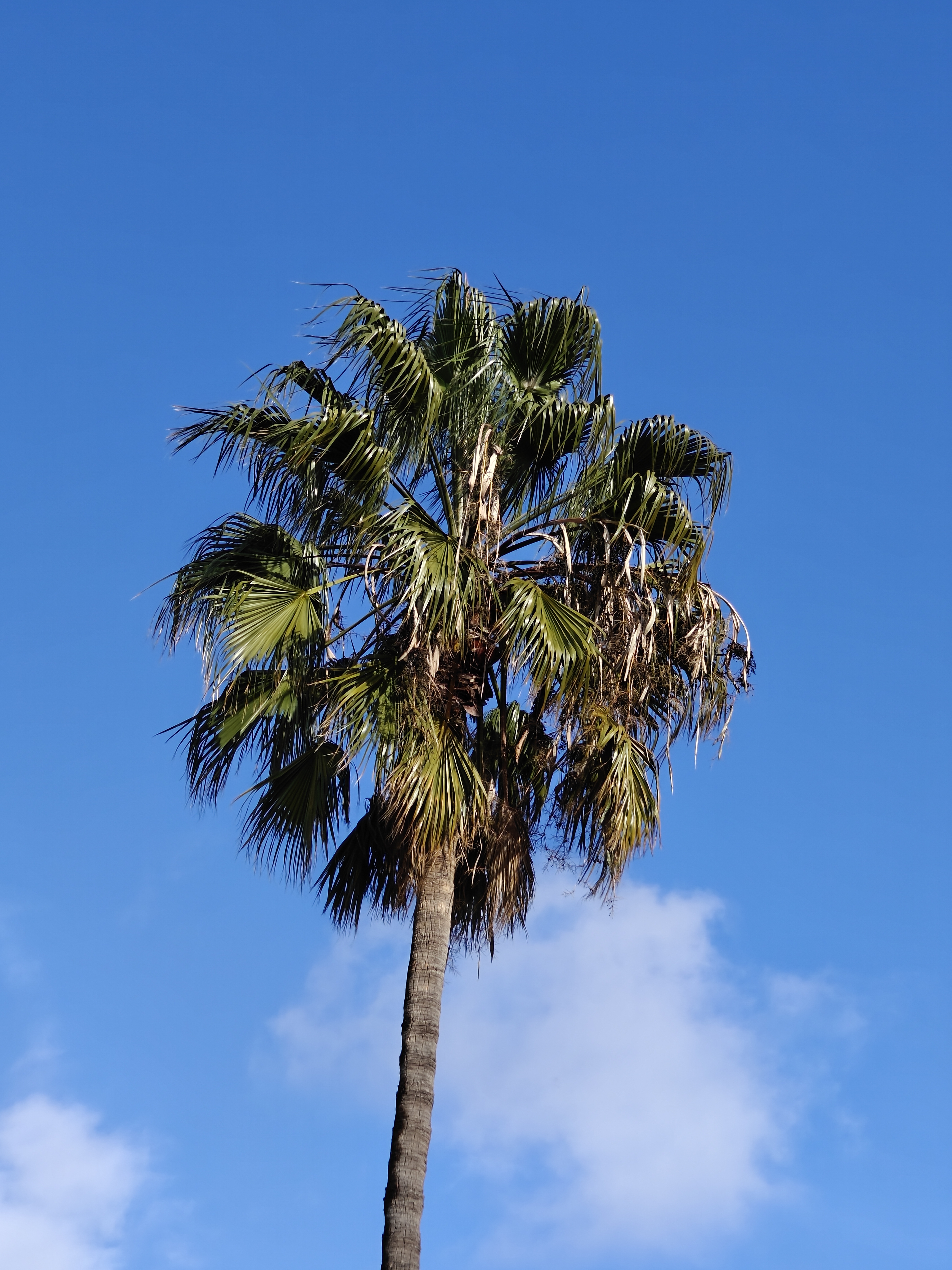 Zoomed in photo of palm tree against blue sky taken with OnePlus 12.