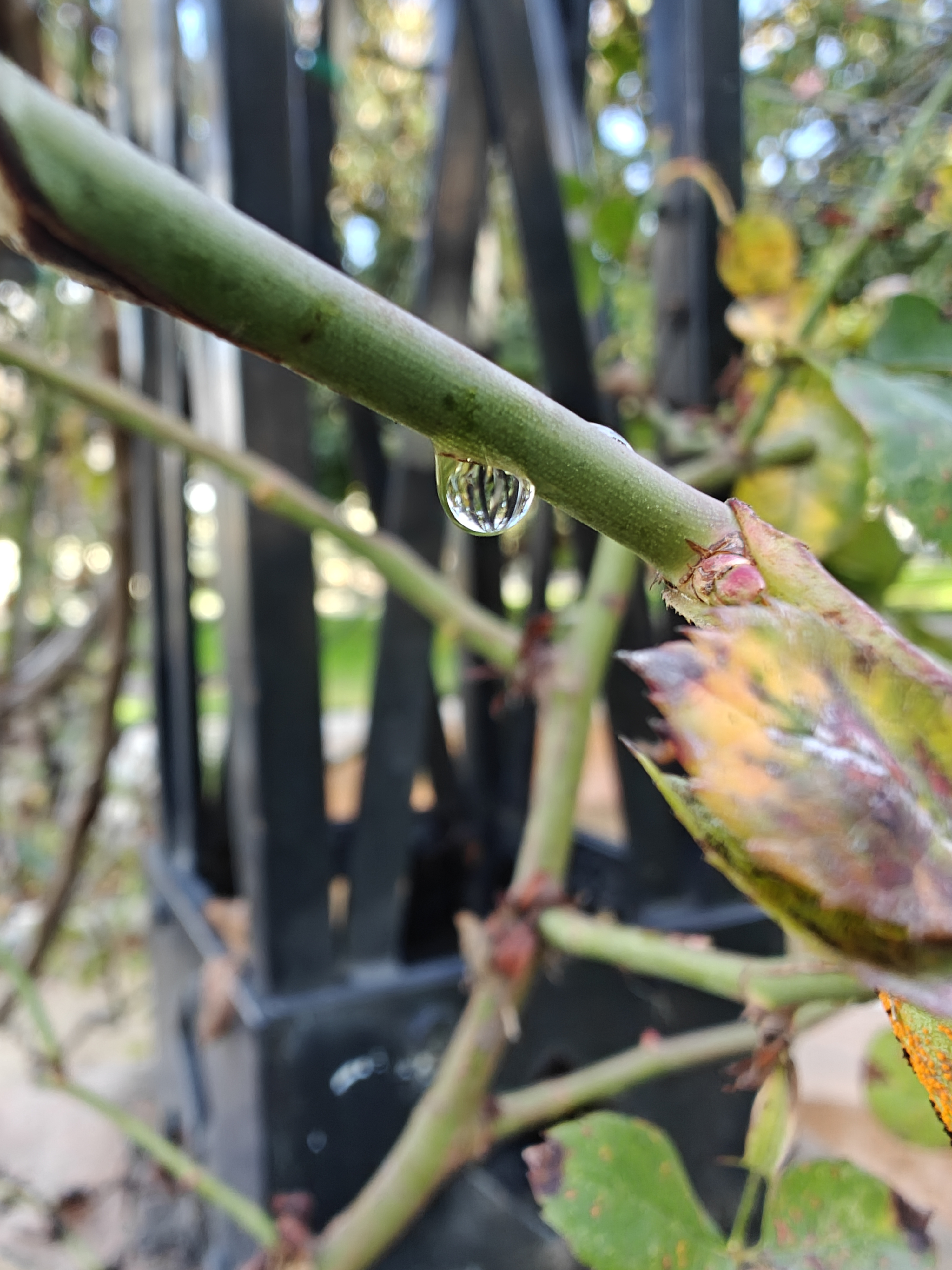 Water drop hanging from plant stem taken with OnePlus 12.