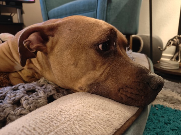 Una fotografía en primer plano de un perro acostado en una cama, tomada con el OnePlus 12R.