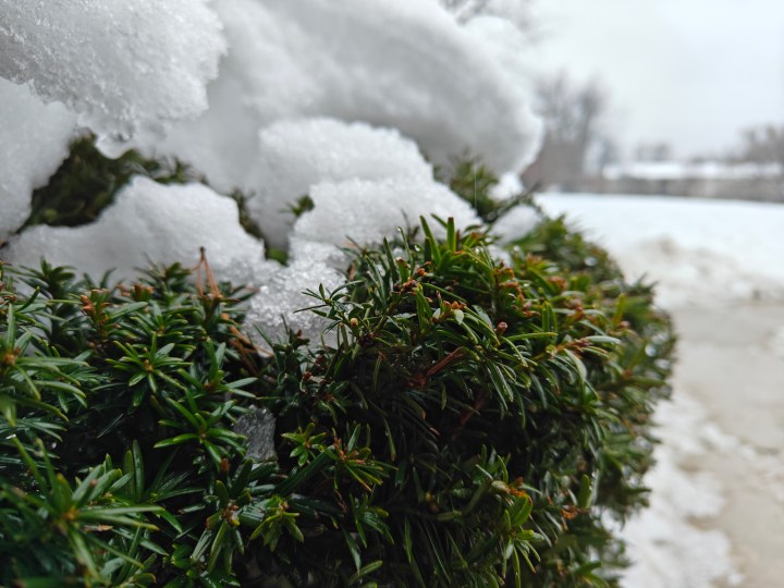 A photo of a bush with snow on top of it, taken with the OnePlus 12R.